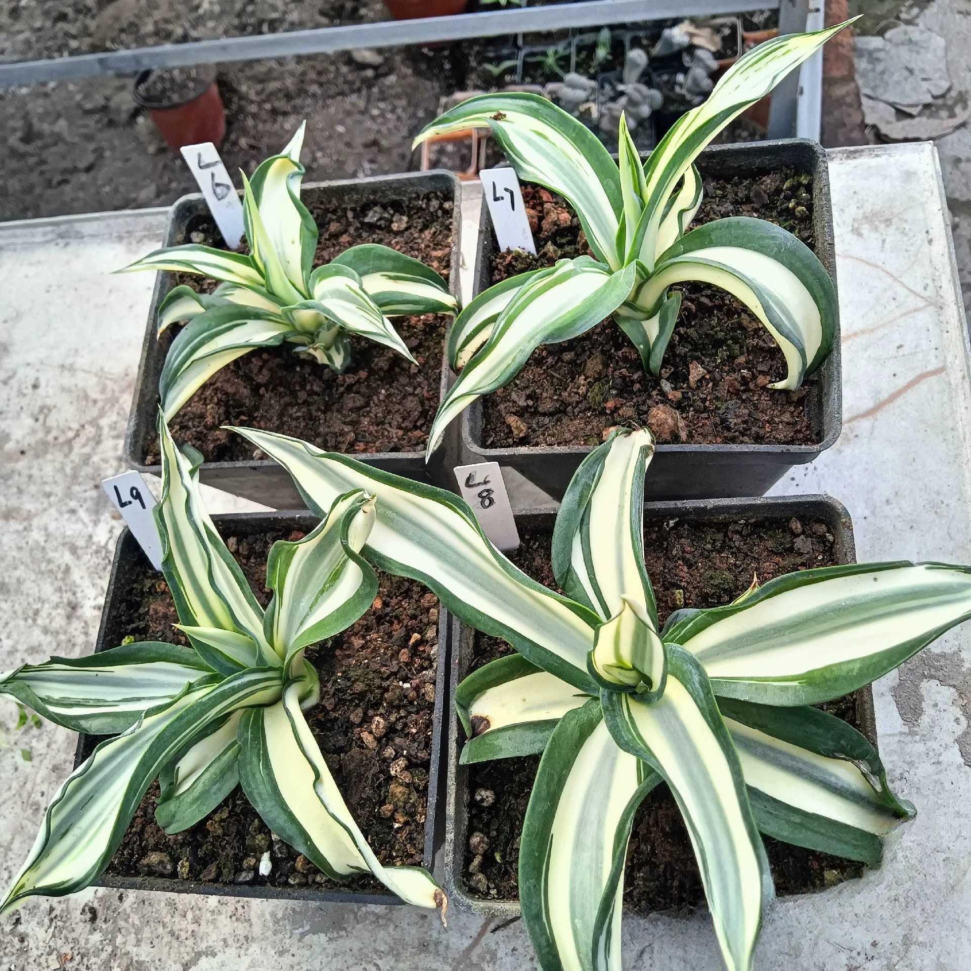 10-25cm Agave desmetiana mediopicta alba （yellow）