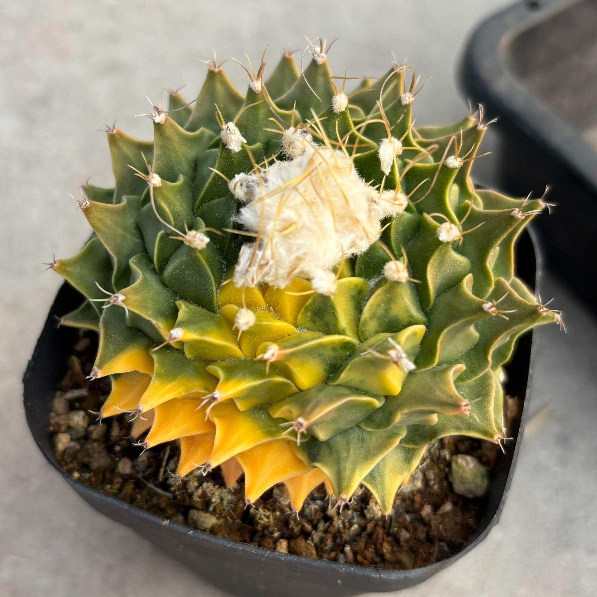 4-10cm Obregonia denegrii