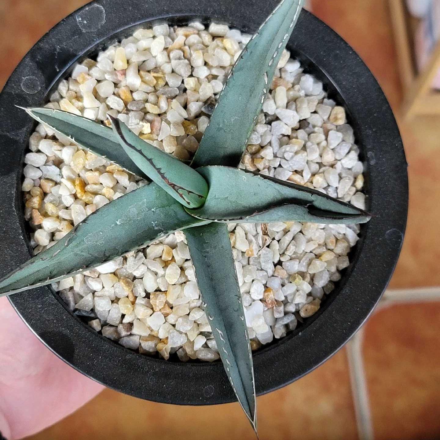 4-12cm Agave 'Shark skin'