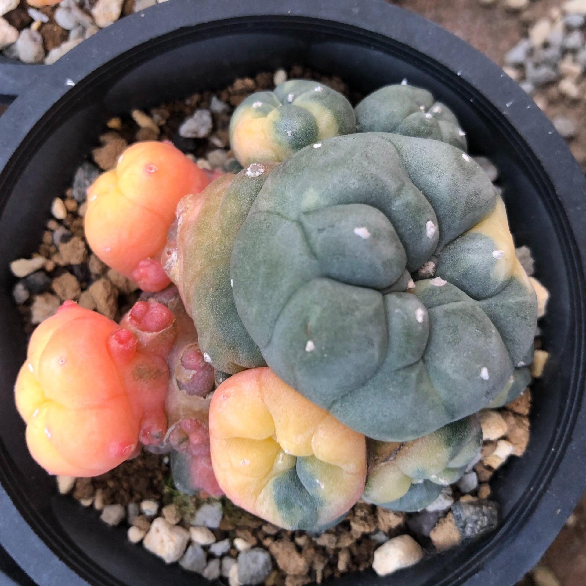 1.5-11cm Lophophora williamsii