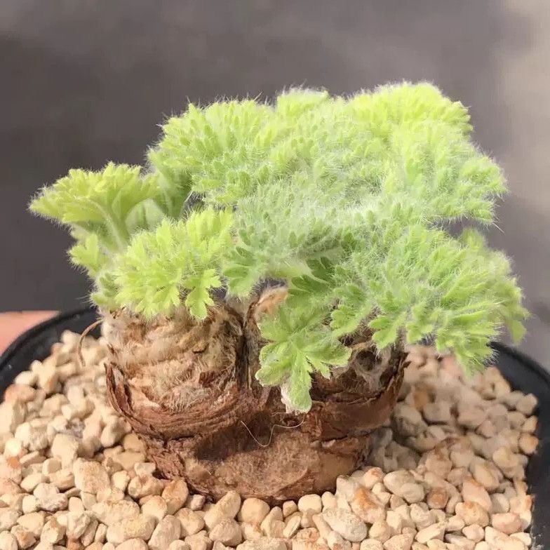 1.5-6cm Pelargonium triste