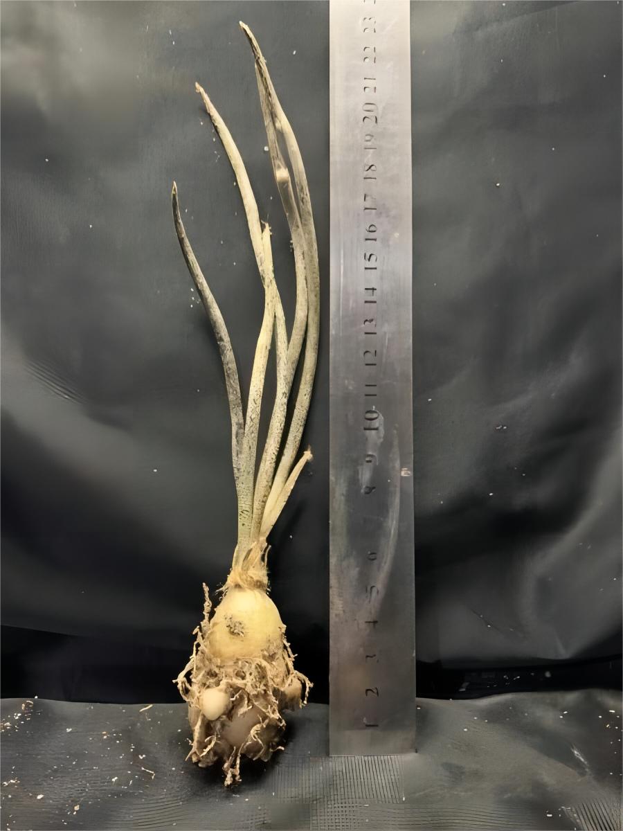 0.5-6cm Astrophytum caput medusae