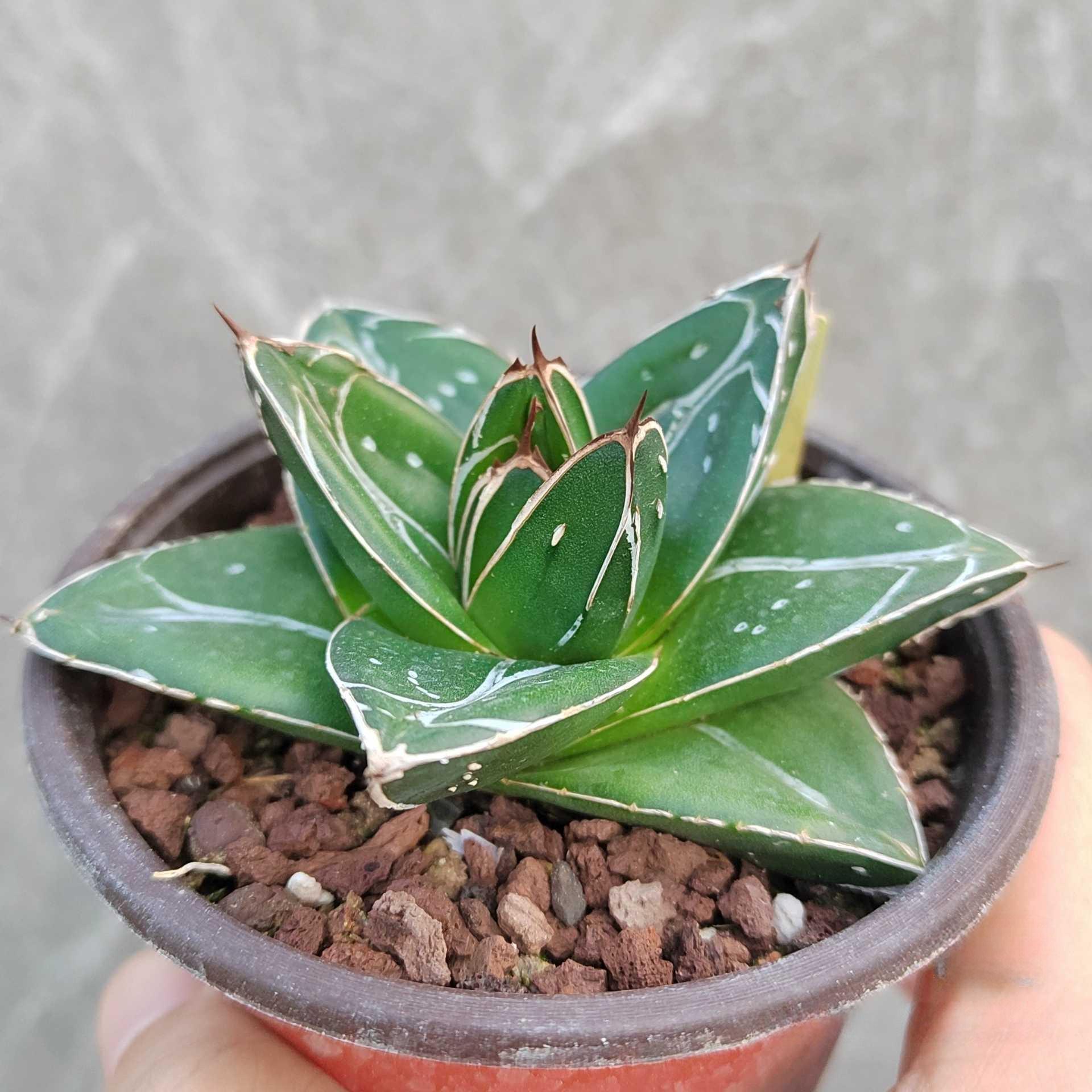 5-12cm Agave filifera var. compacta (D)（subadult）