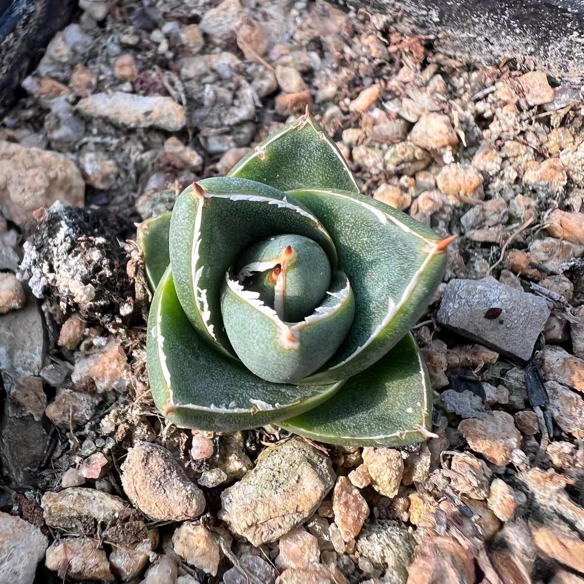 2cm Agave filifera var. compacta (A)（subadult）