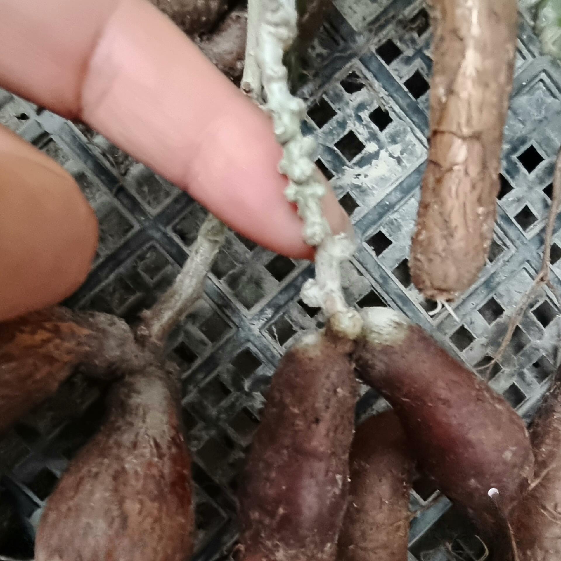 1.5-2cm Operculicarya pachypus