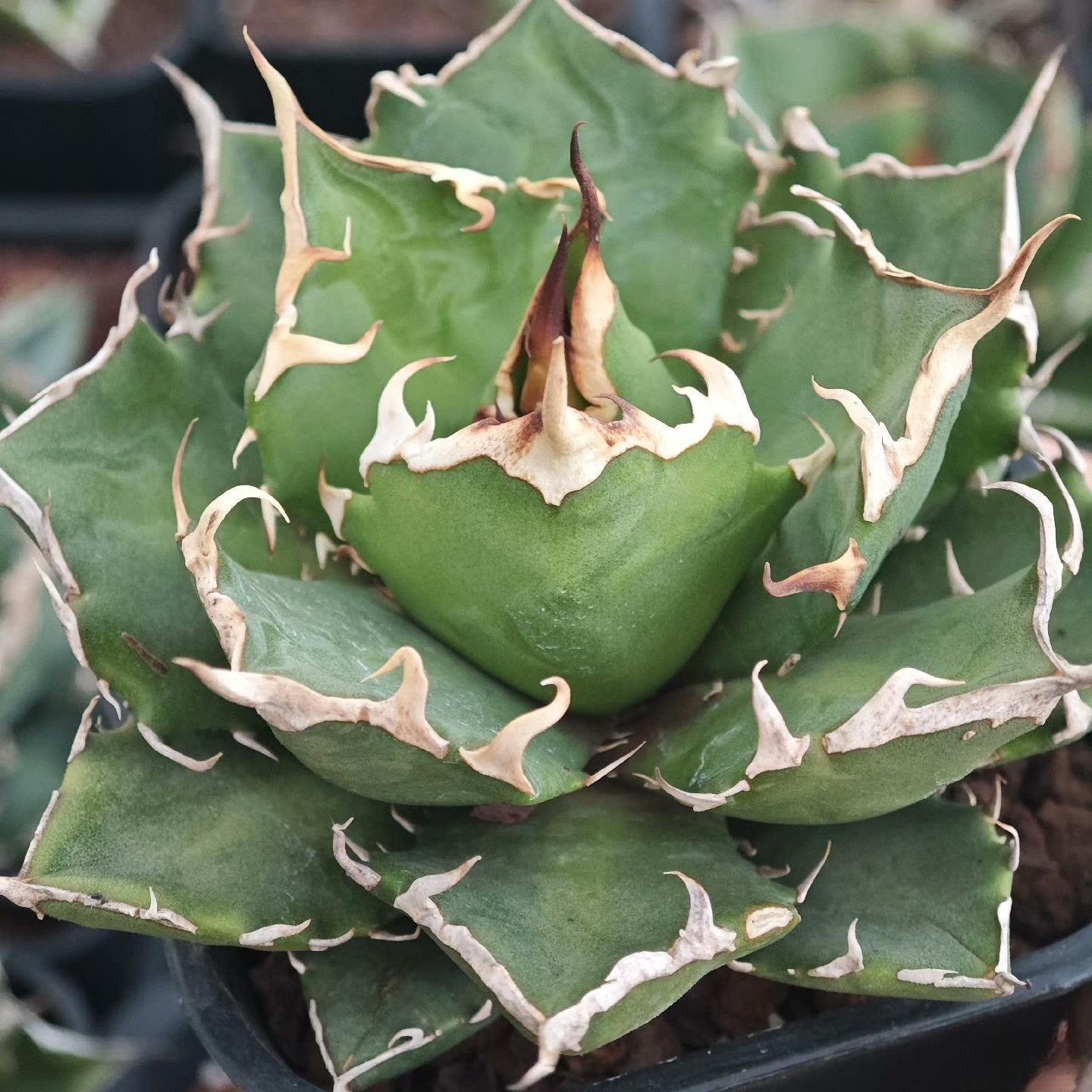 5-14cm Agave titanota “crazy”