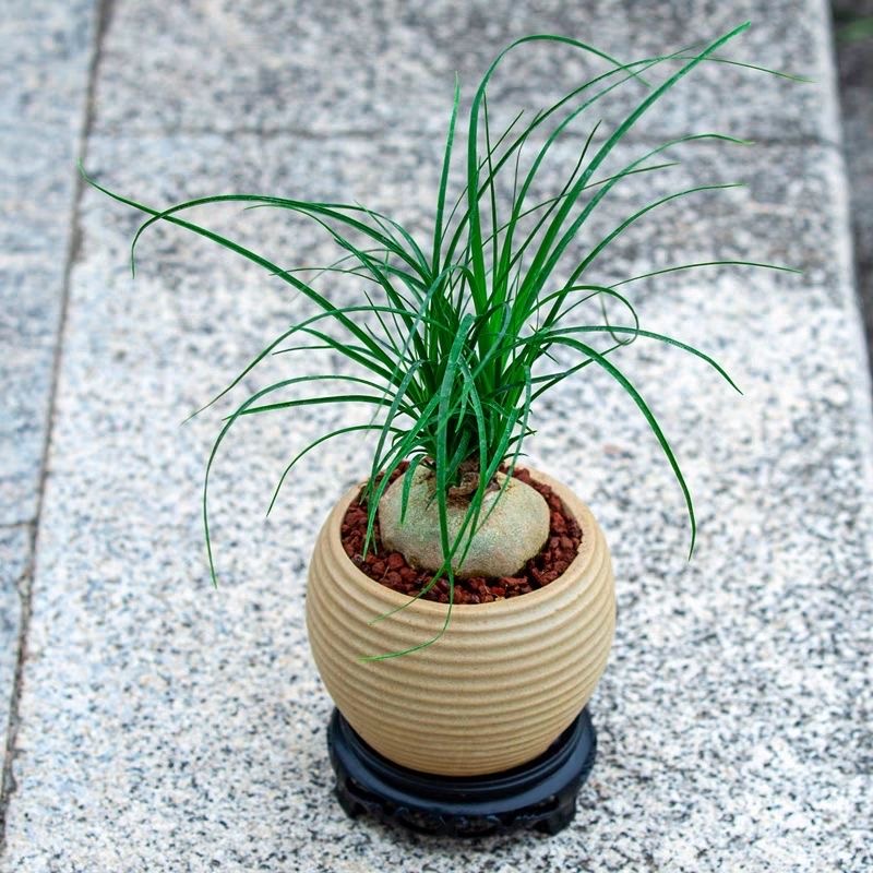 5-10cm Beaucarnea recurvata （Possible removal of some leaves）