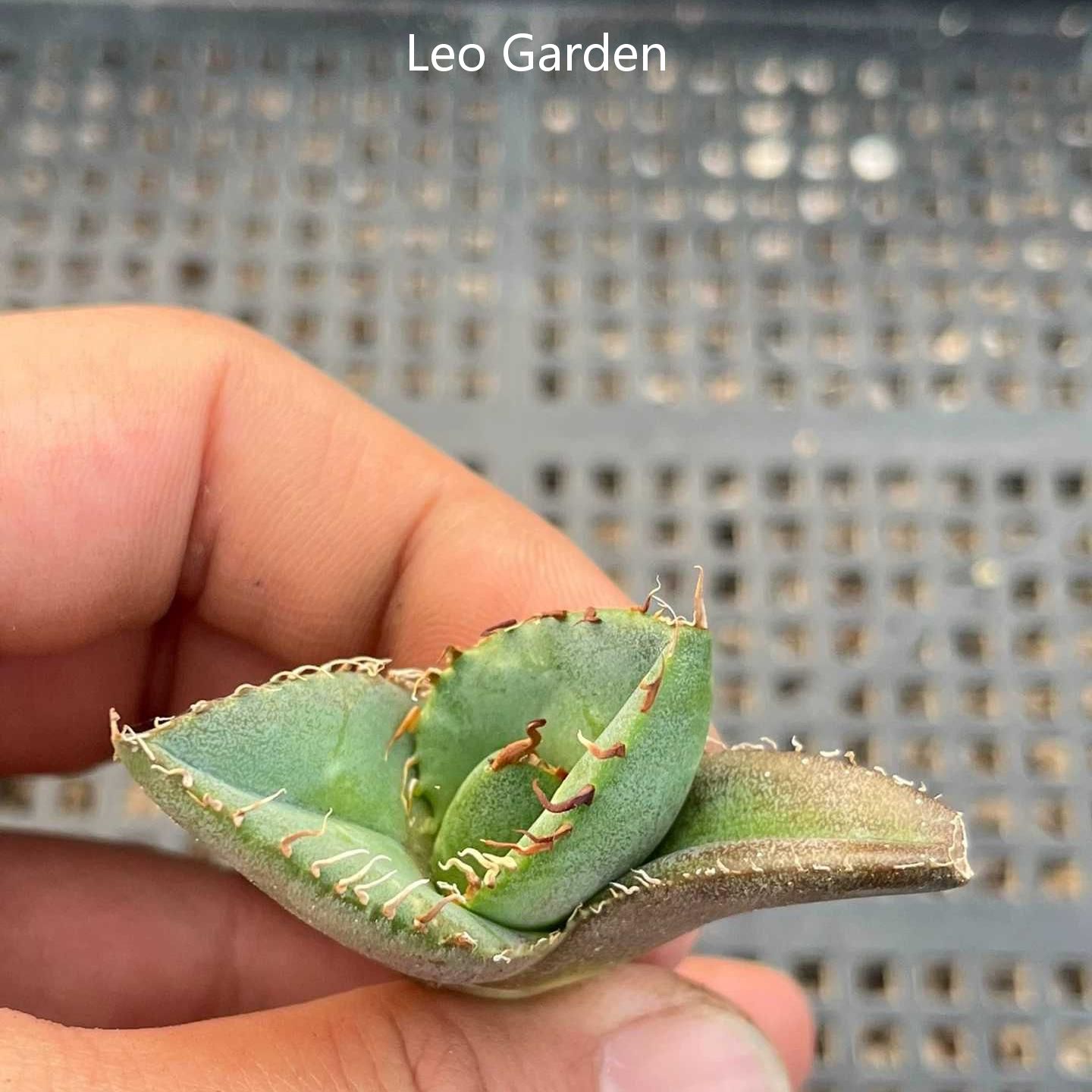 2-10cm Agave Titanota Juggernaut
