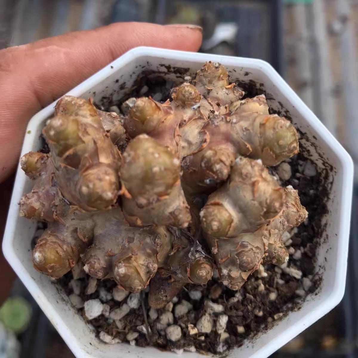 2-6cm Othonna cacalioides
