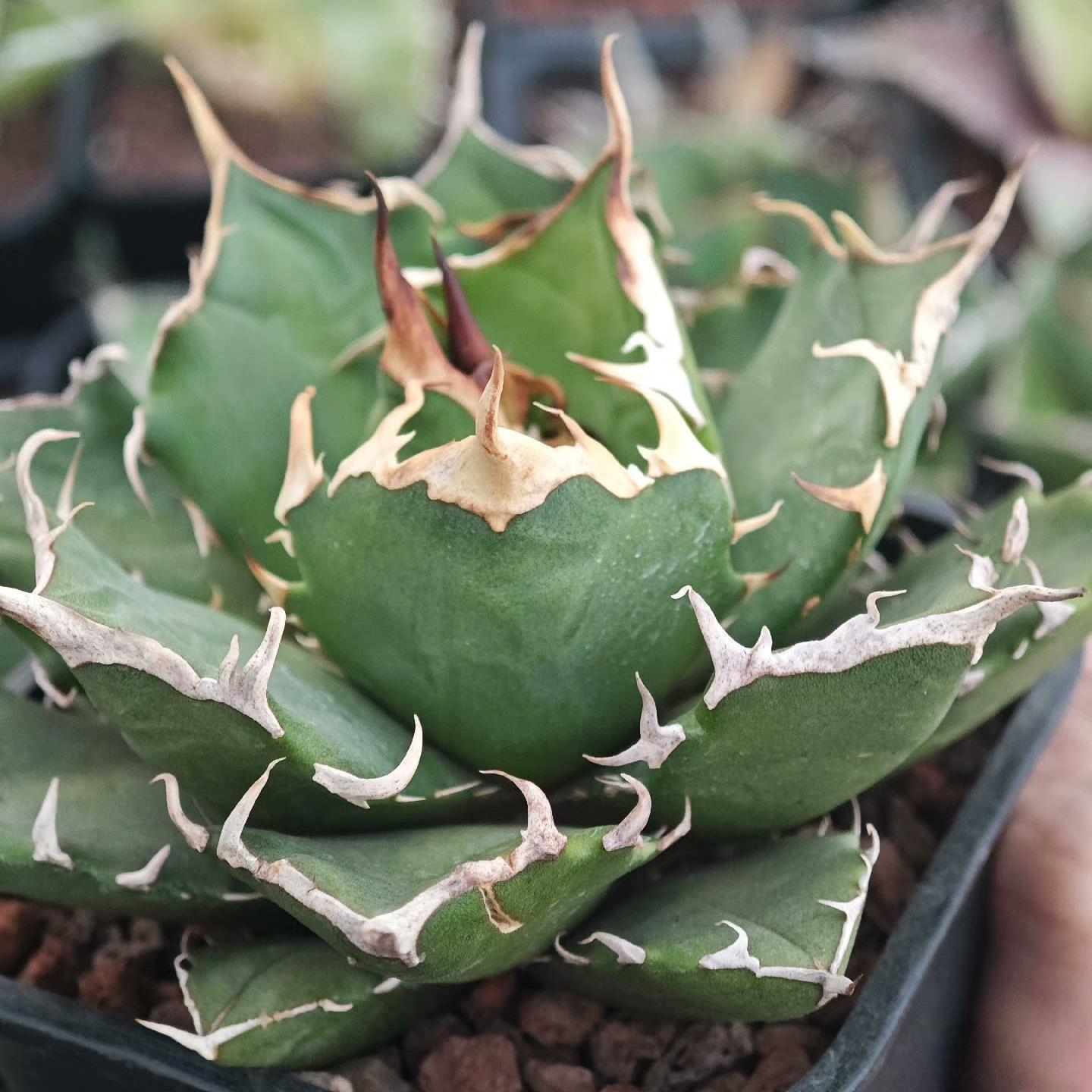 5-14cm Agave titanota “crazy”