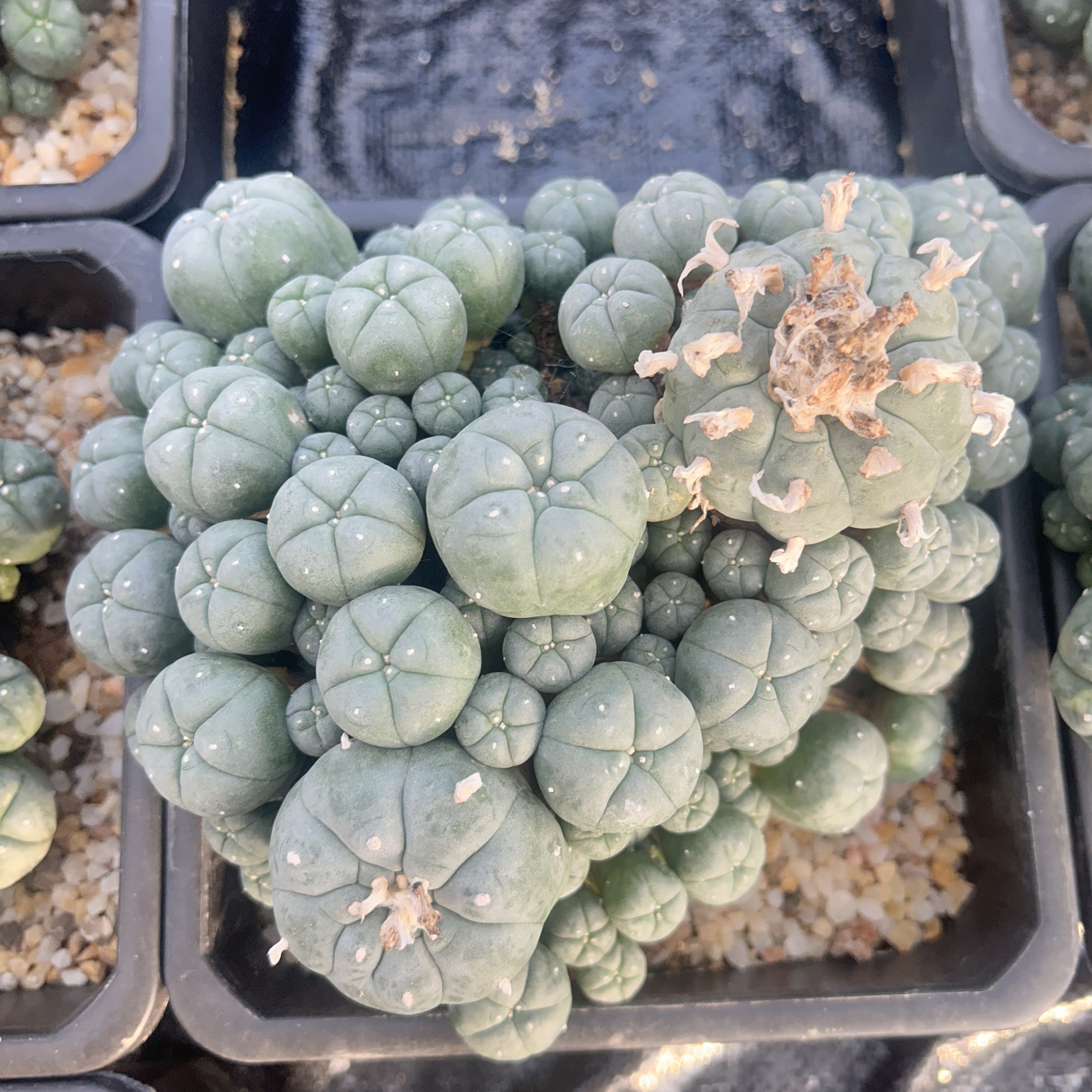 1.5-11cm Lophophora williamsii