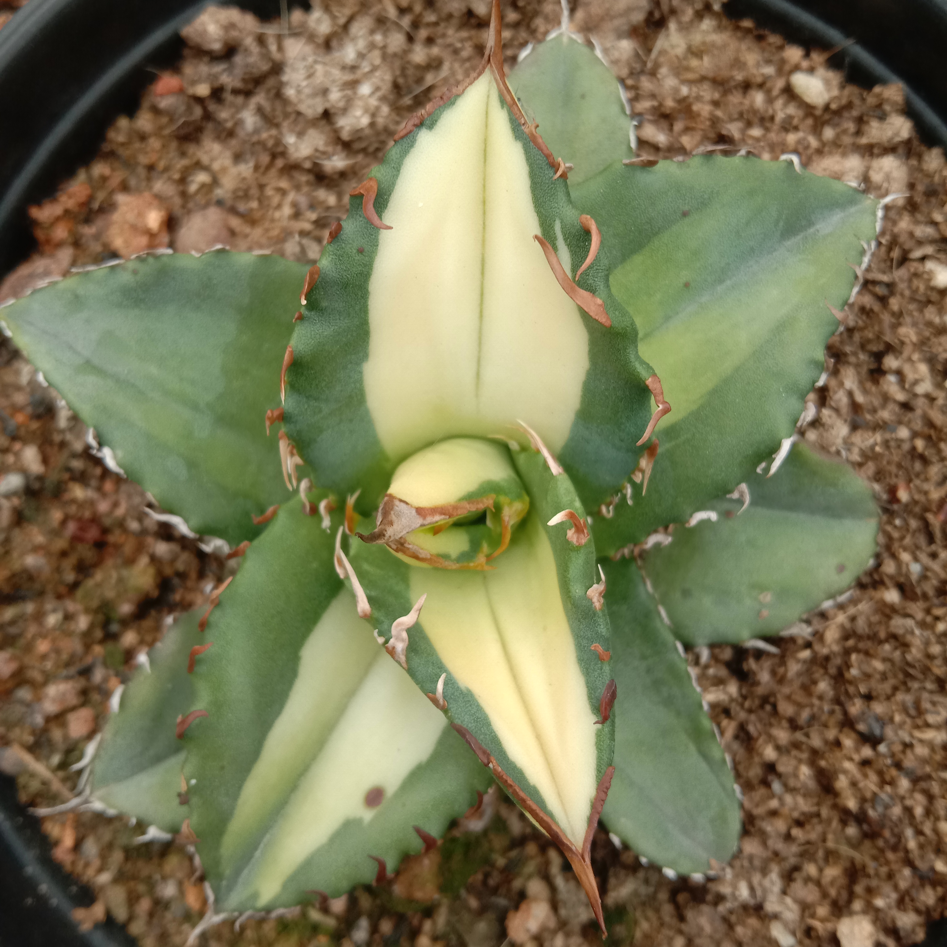 6-10cm Agave Titanota Fujian White Whale