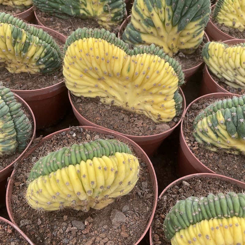5-10cm Trichocereus Pachanoi