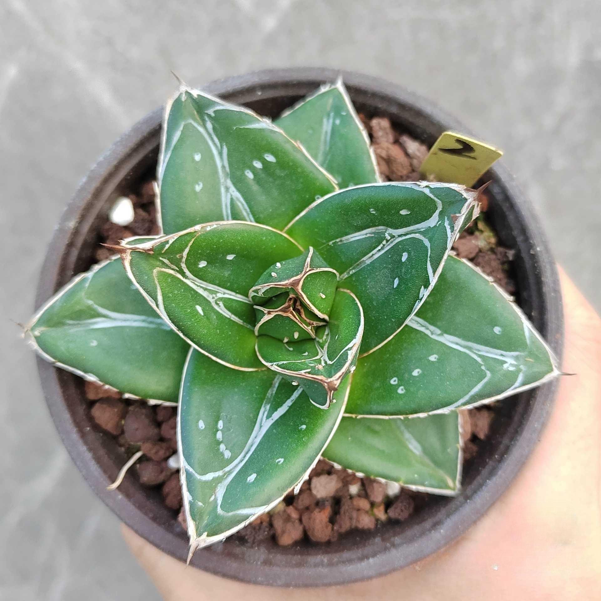 5-12cm Agave filifera var. compacta (D)（subadult）