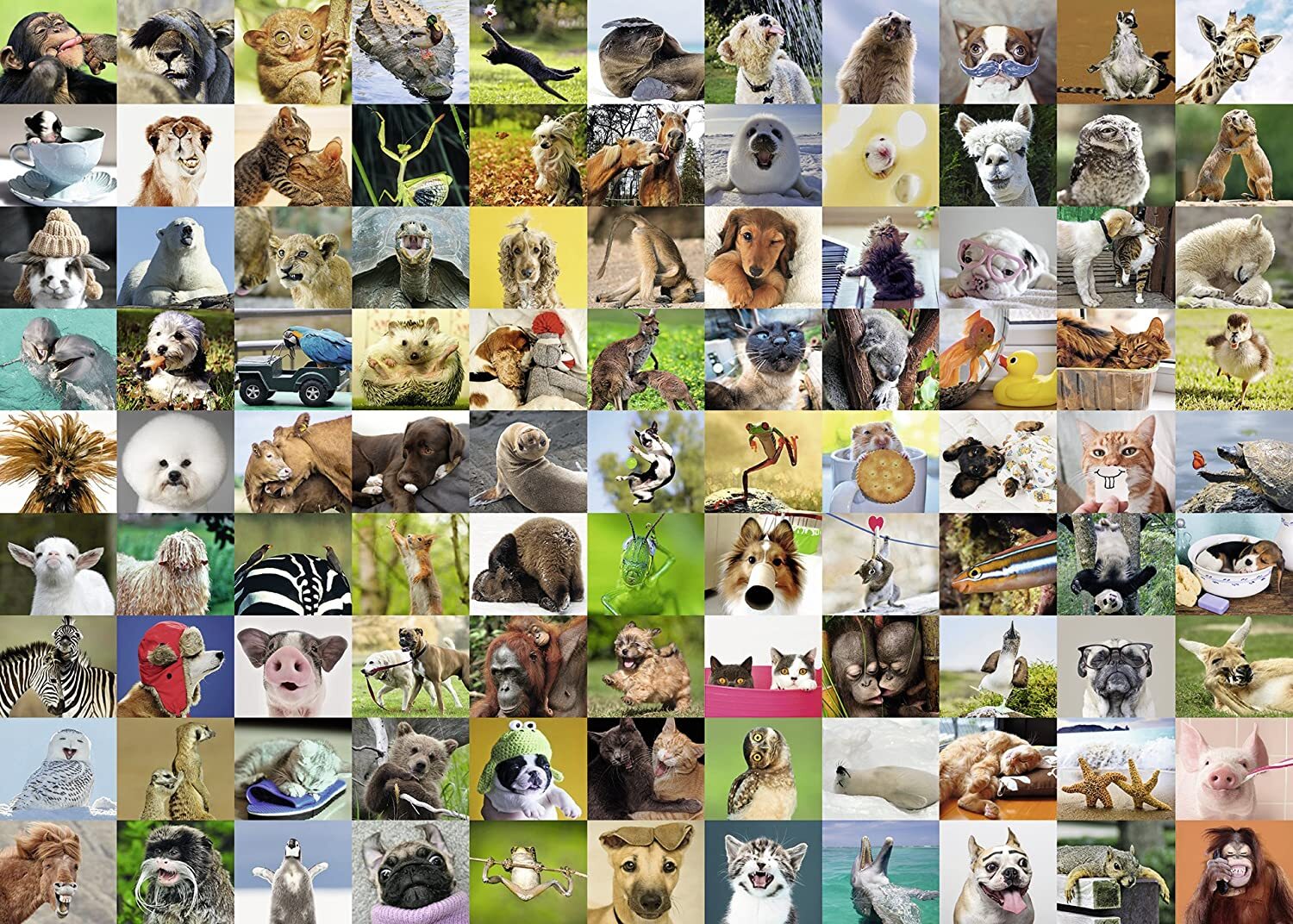 99 Funny Animals 1000 Piece Puzzle