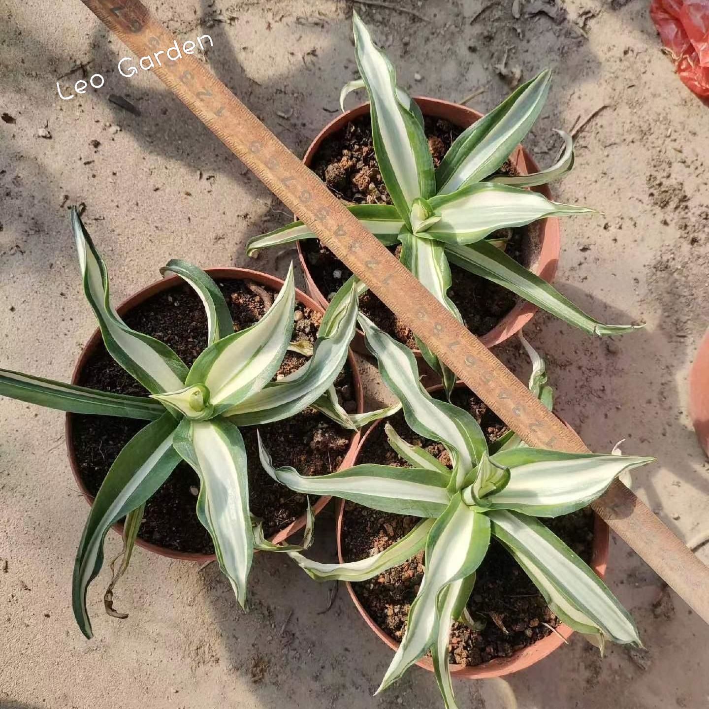 10-17cm Agave desmetiana mediopicta alba