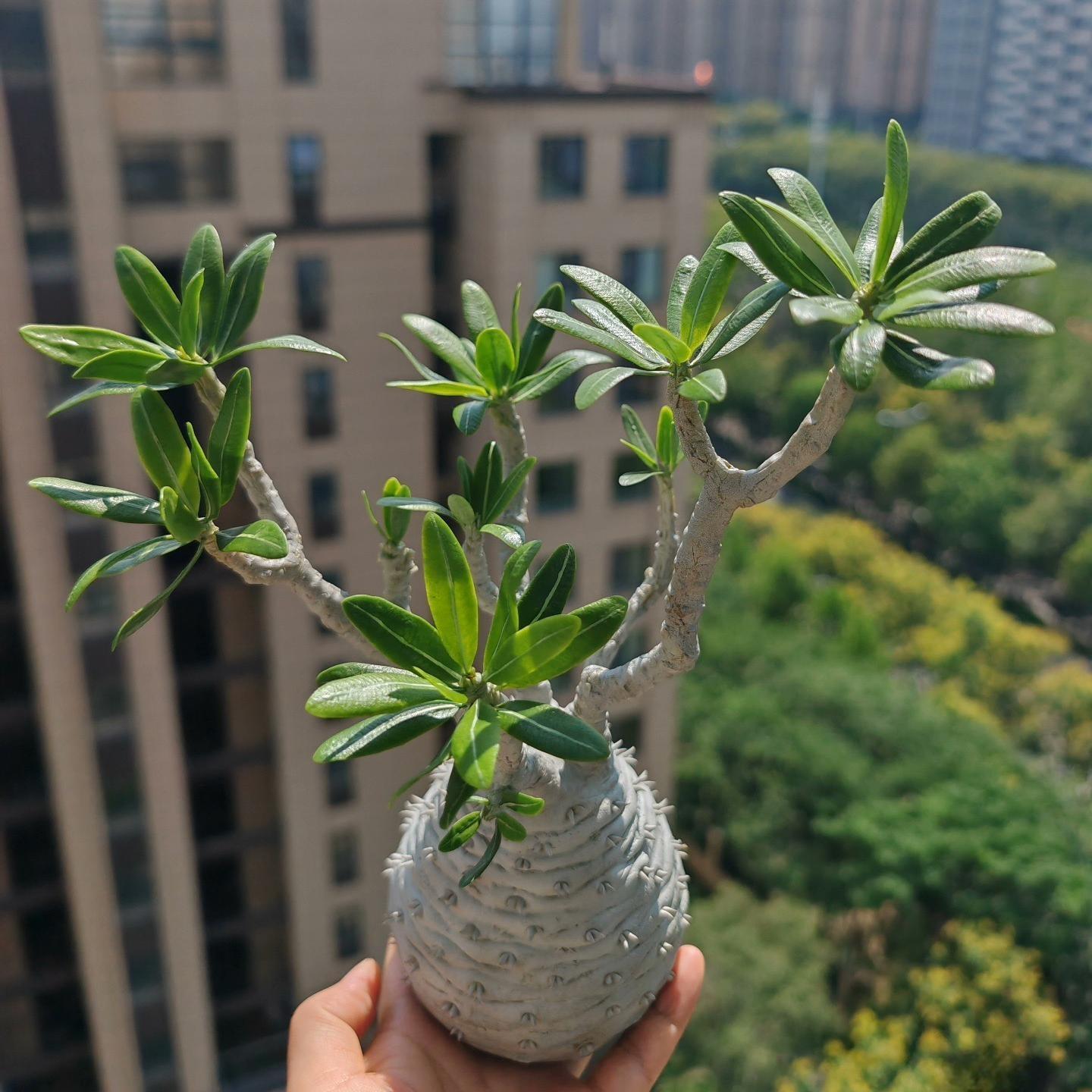 2-6cm pachypodium ambongense