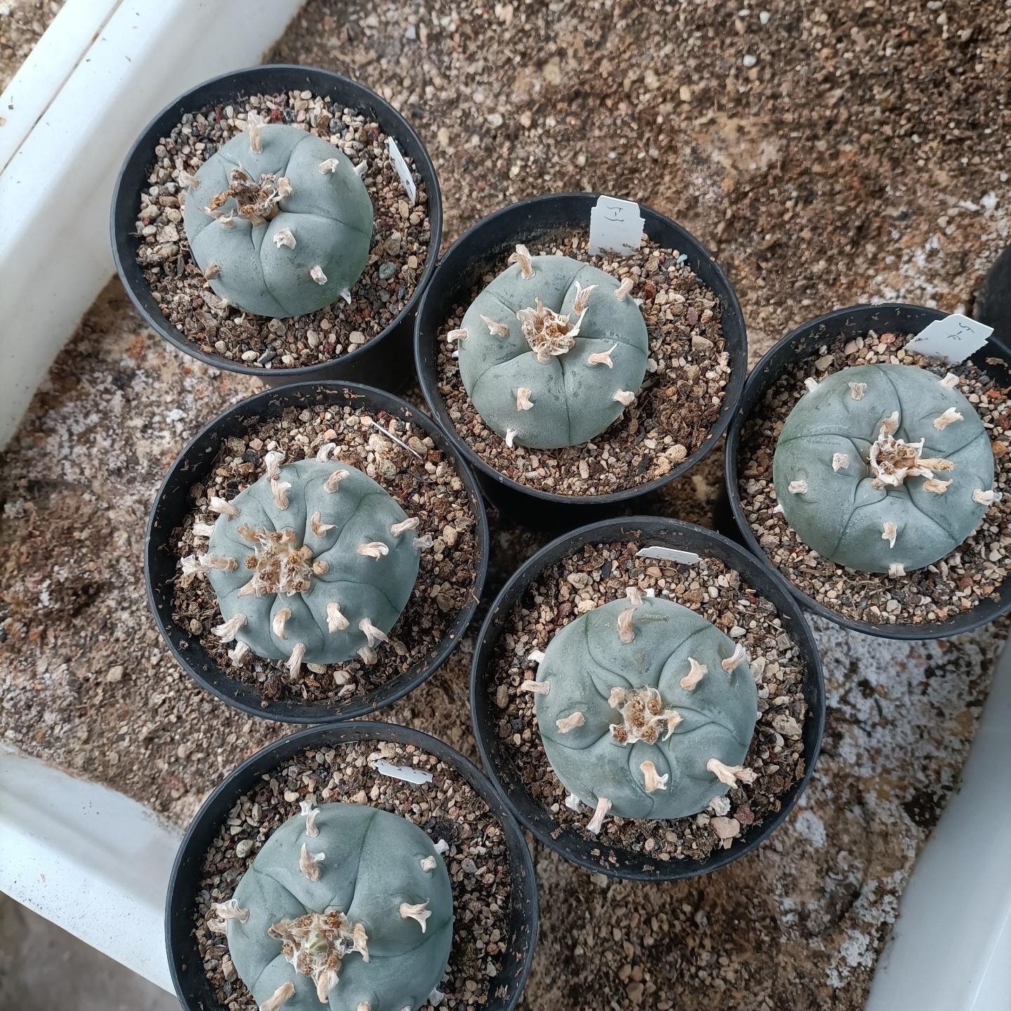 1.5-11cm Lophophora williamsii
