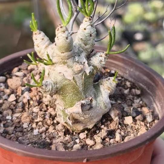 1.5-7cm tylecodon reticulatus