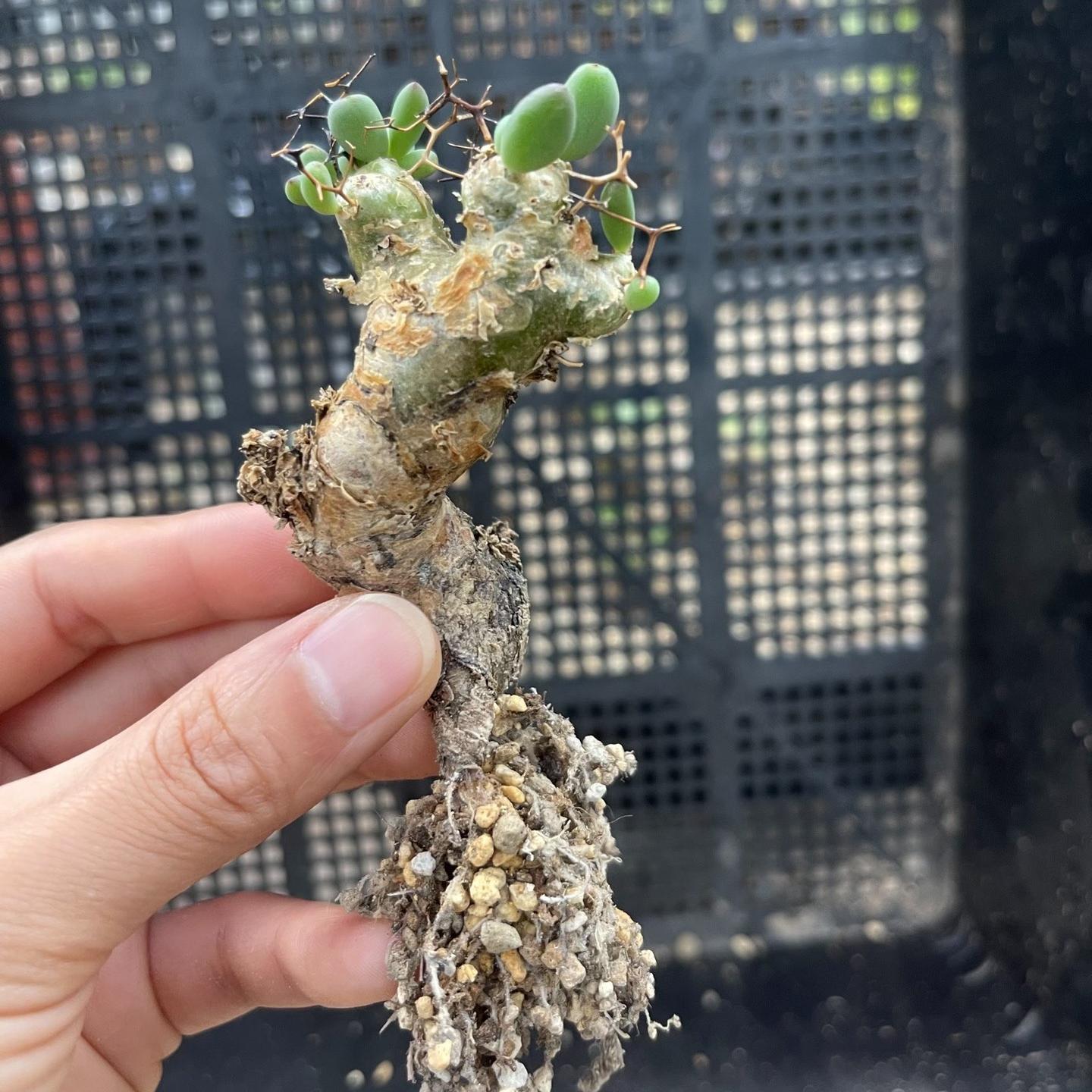 1.5-7cm tylecodon reticulatus