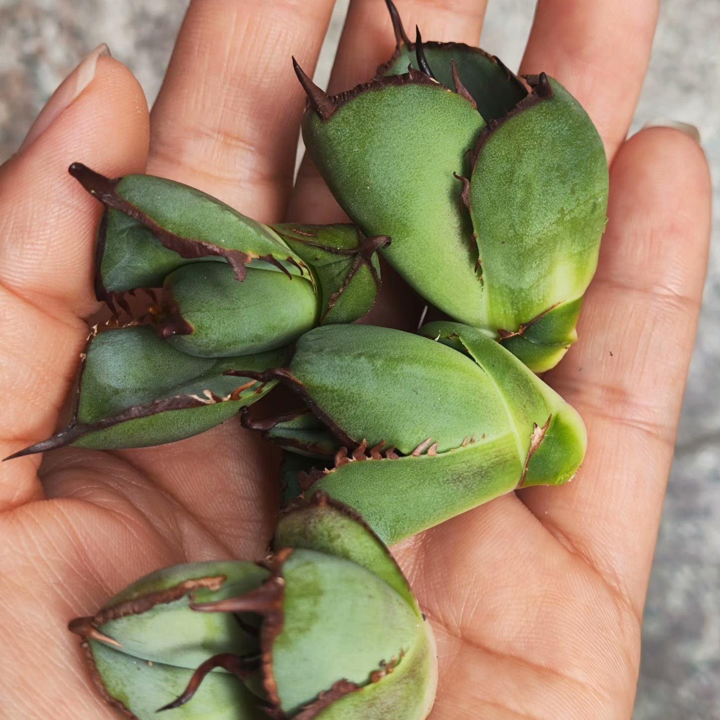 2-10cm Agave Titanota Juggernaut