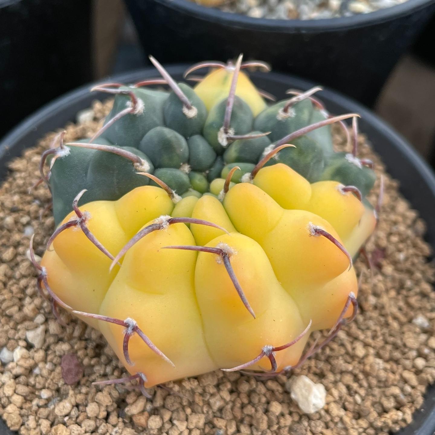 4-5cm Gymnocalycium vatteri