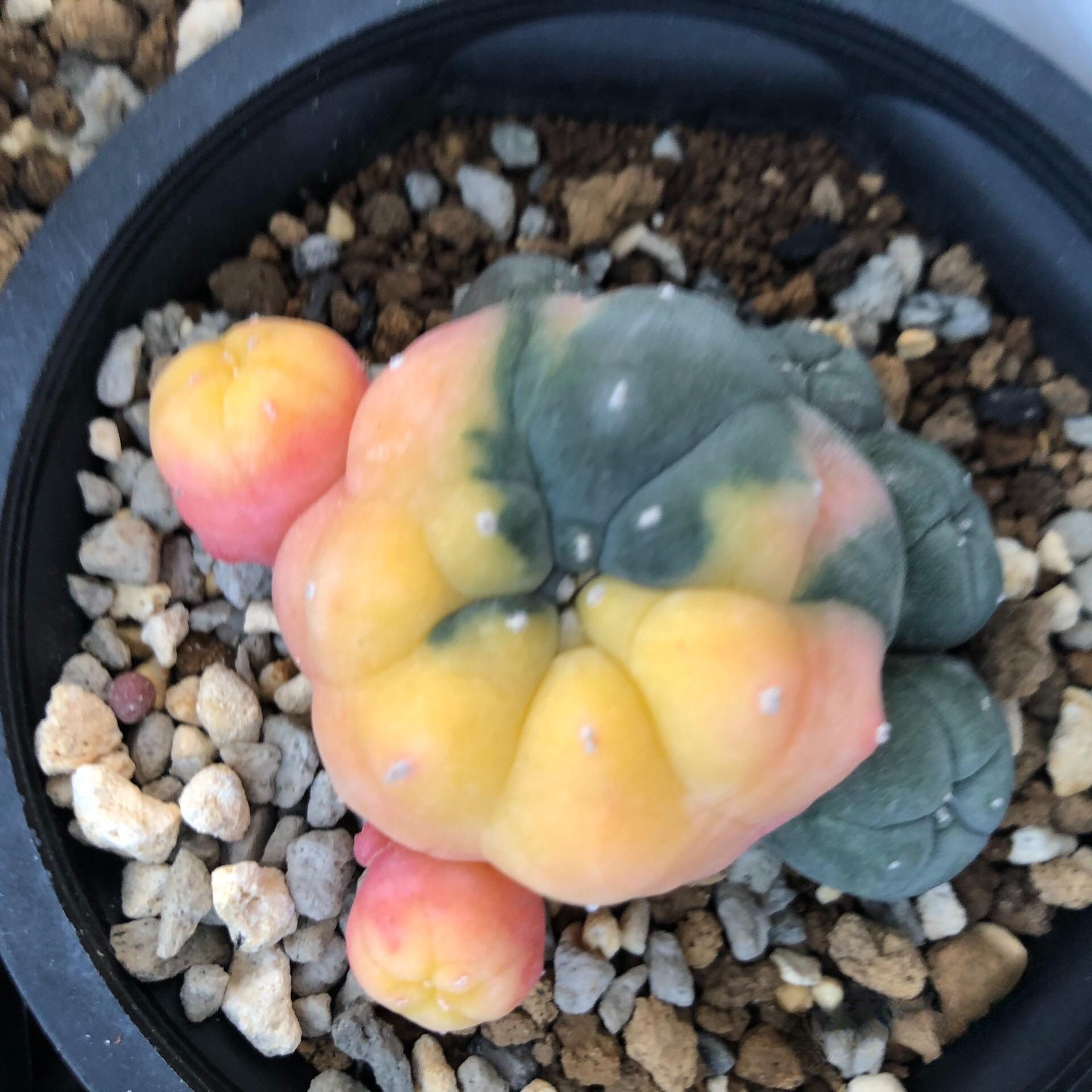 2-5 cm Lophophora williamsii Cactus variegated（Yellow and red are randomly chosen）