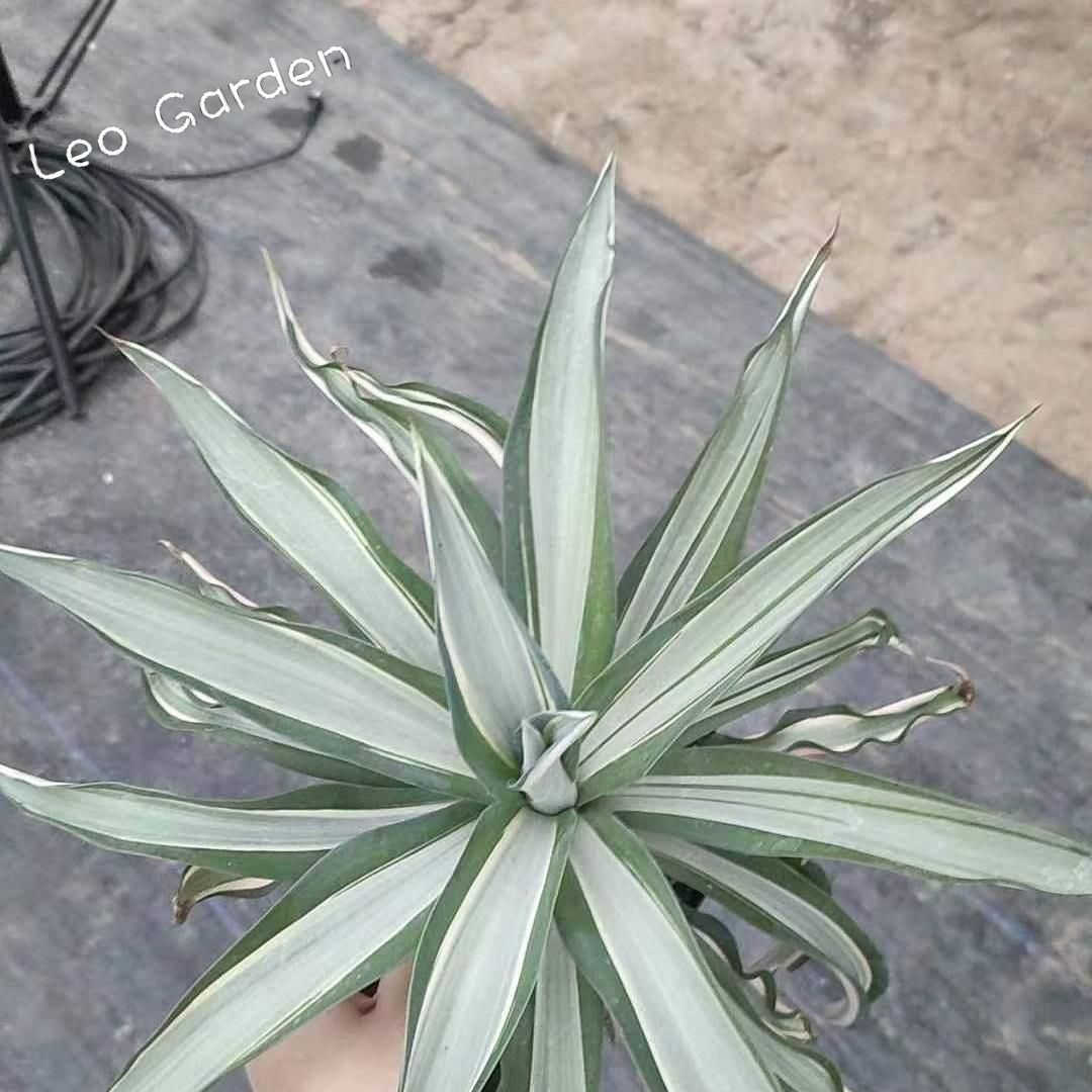10-17cm Agave desmetiana mediopicta alba