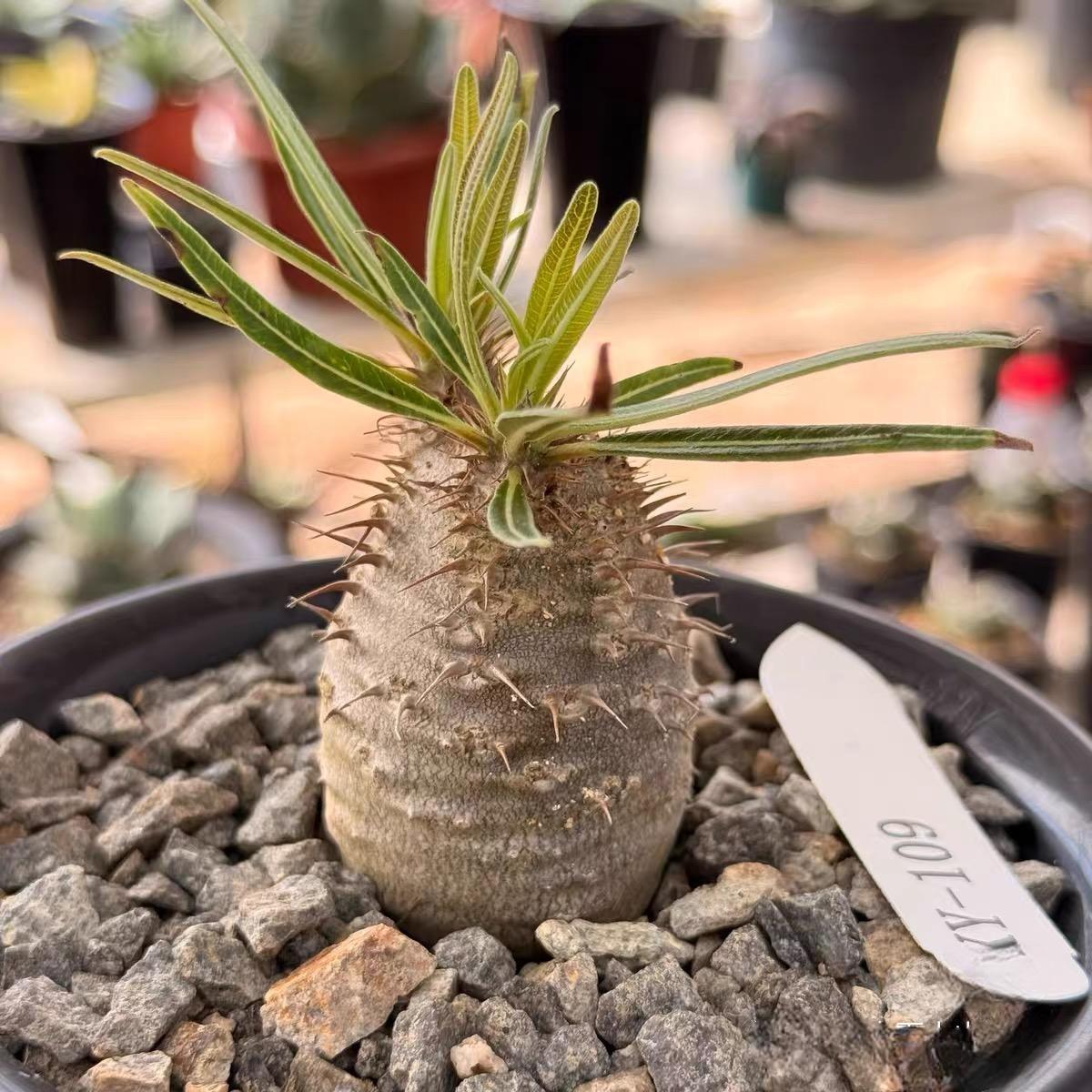 2-7cm Pachypodium rosulatum var gracilius