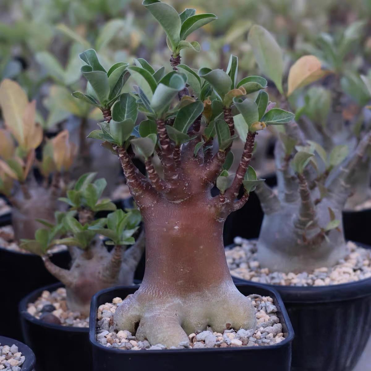 4-12cm Adenium arabicum 'Godji'
