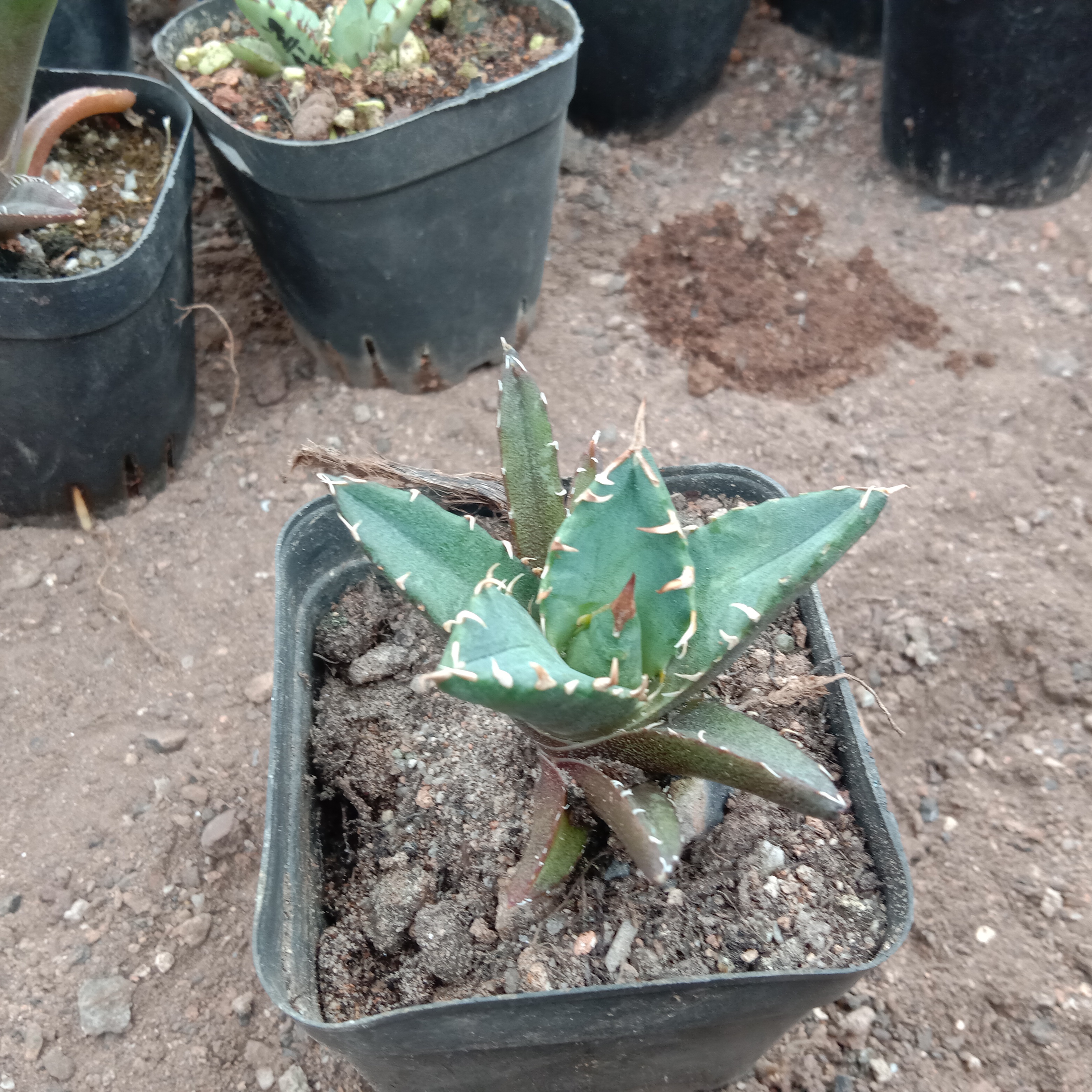 5-14cm Agave titanota “crazy”