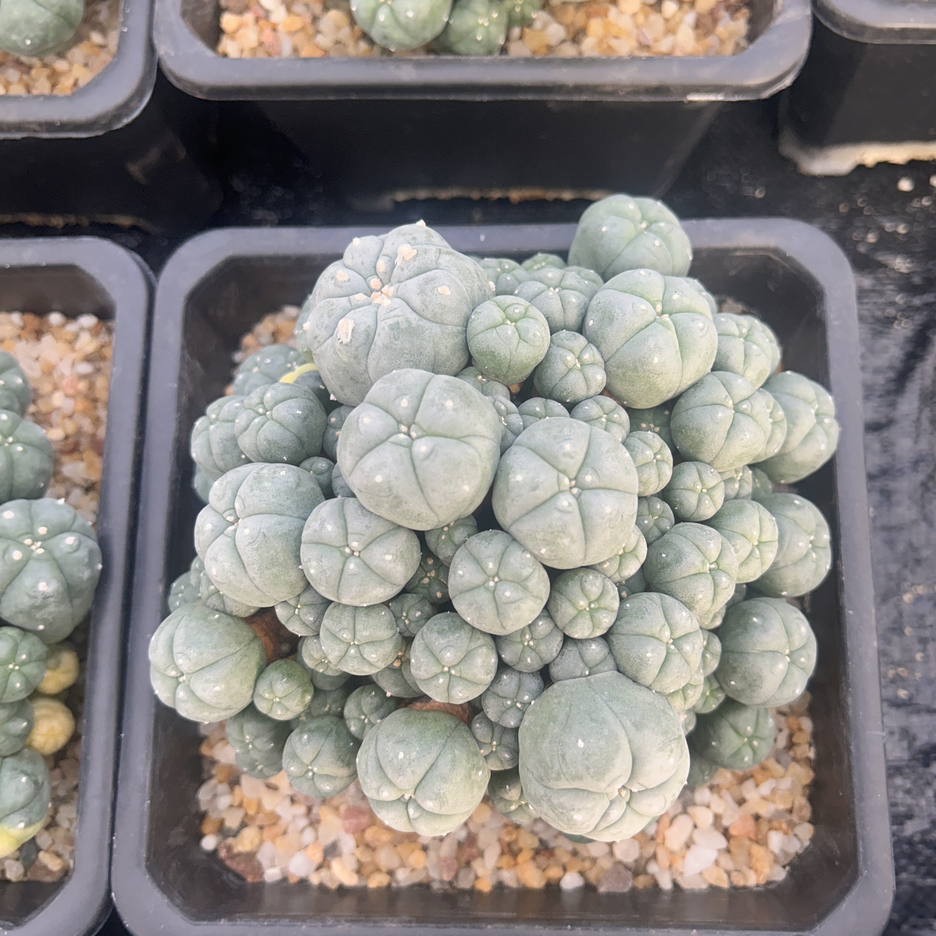 1.5-11cm Lophophora williamsii