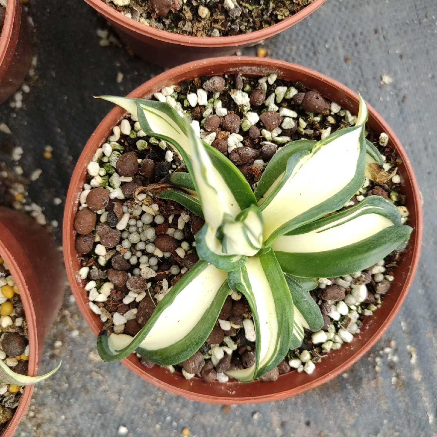 10-25cm Agave desmetiana mediopicta alba （yellow）