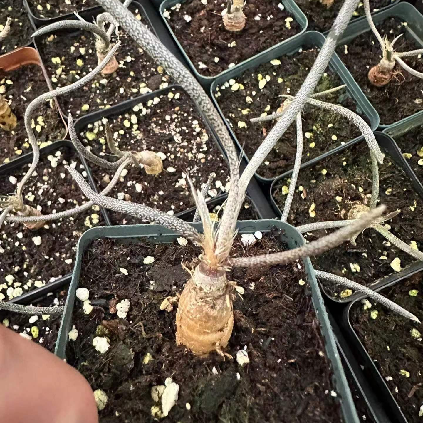 0.5-6cm Astrophytum caput medusae
