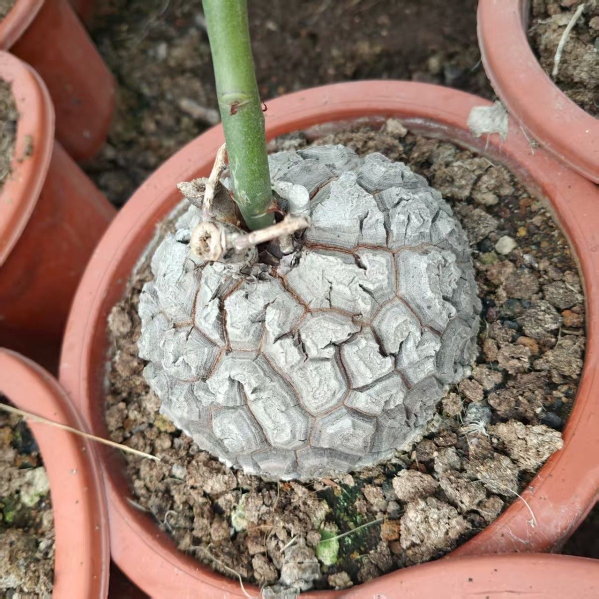 4-6cm Dioscorea elephantipes