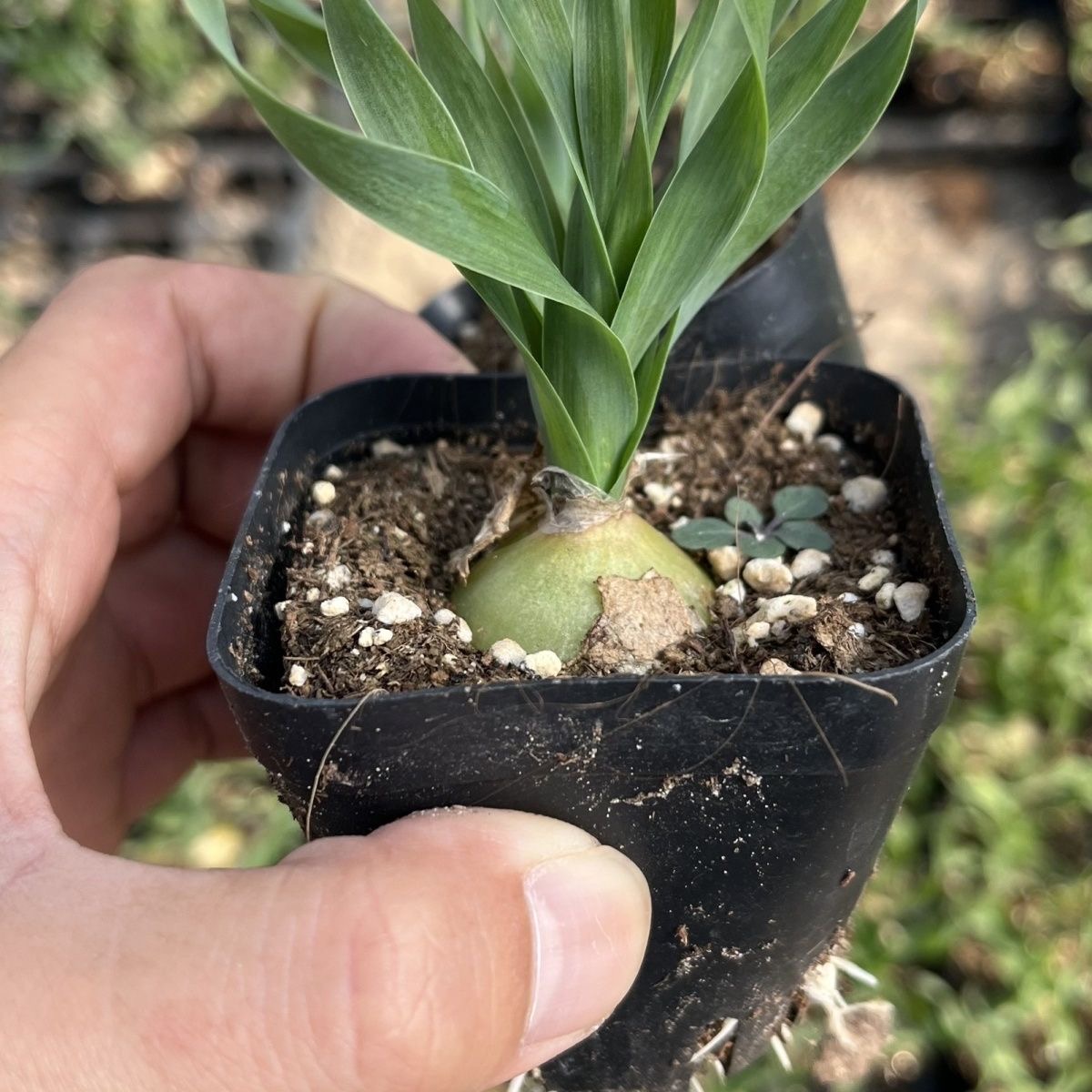 2-4cm Albuca namaquensis（Maybe remove some leaves）