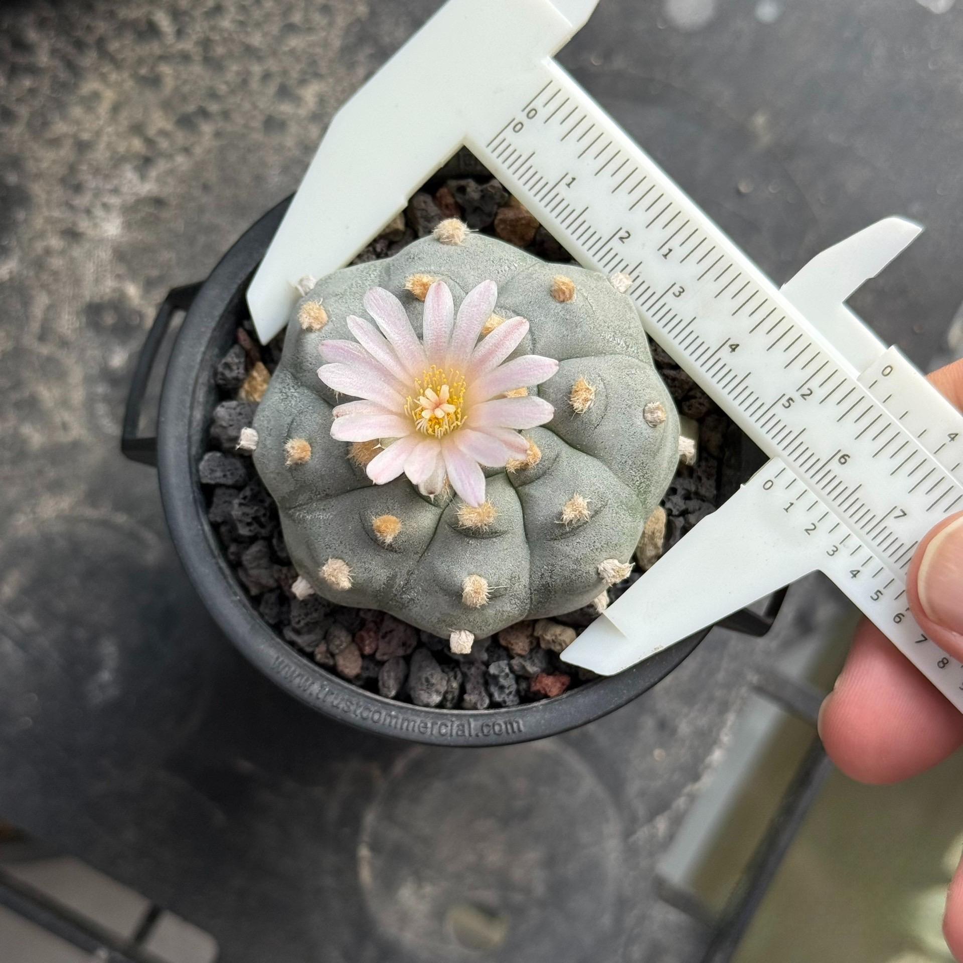 1.5-11cm Lophophora williamsii