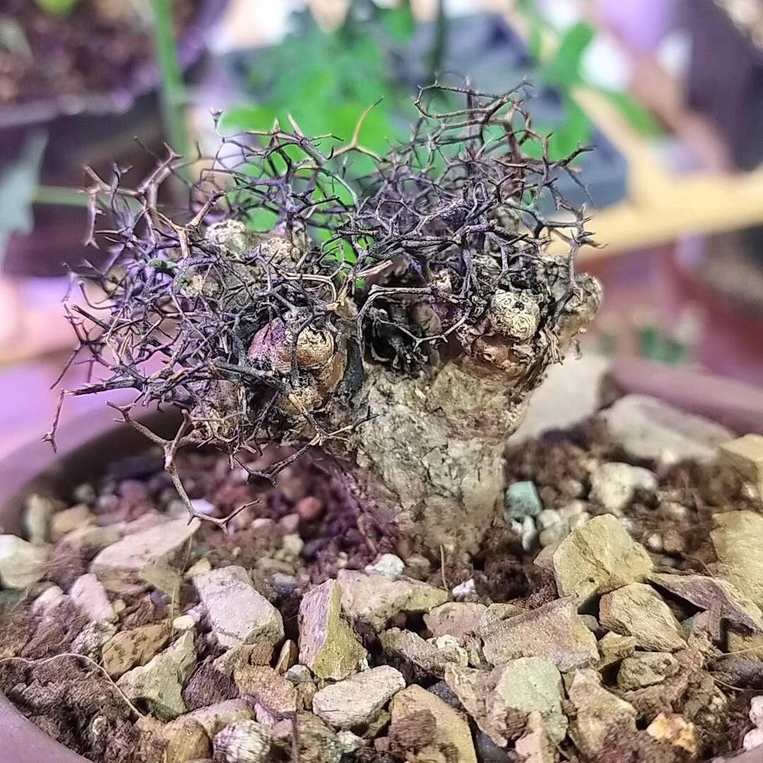 1.5-7cm tylecodon reticulatus