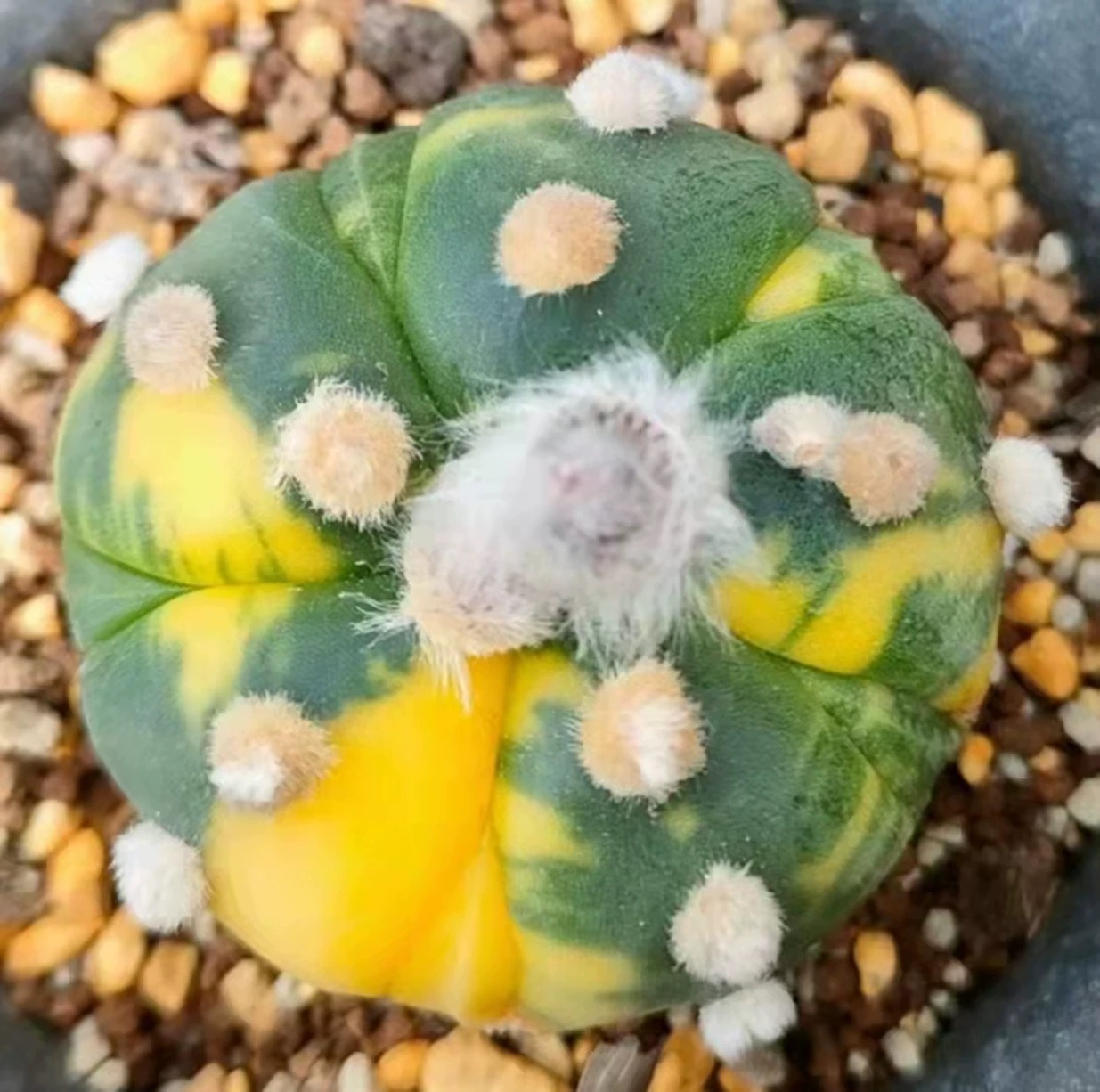 2-6cm Astrophytum asterias  variegated