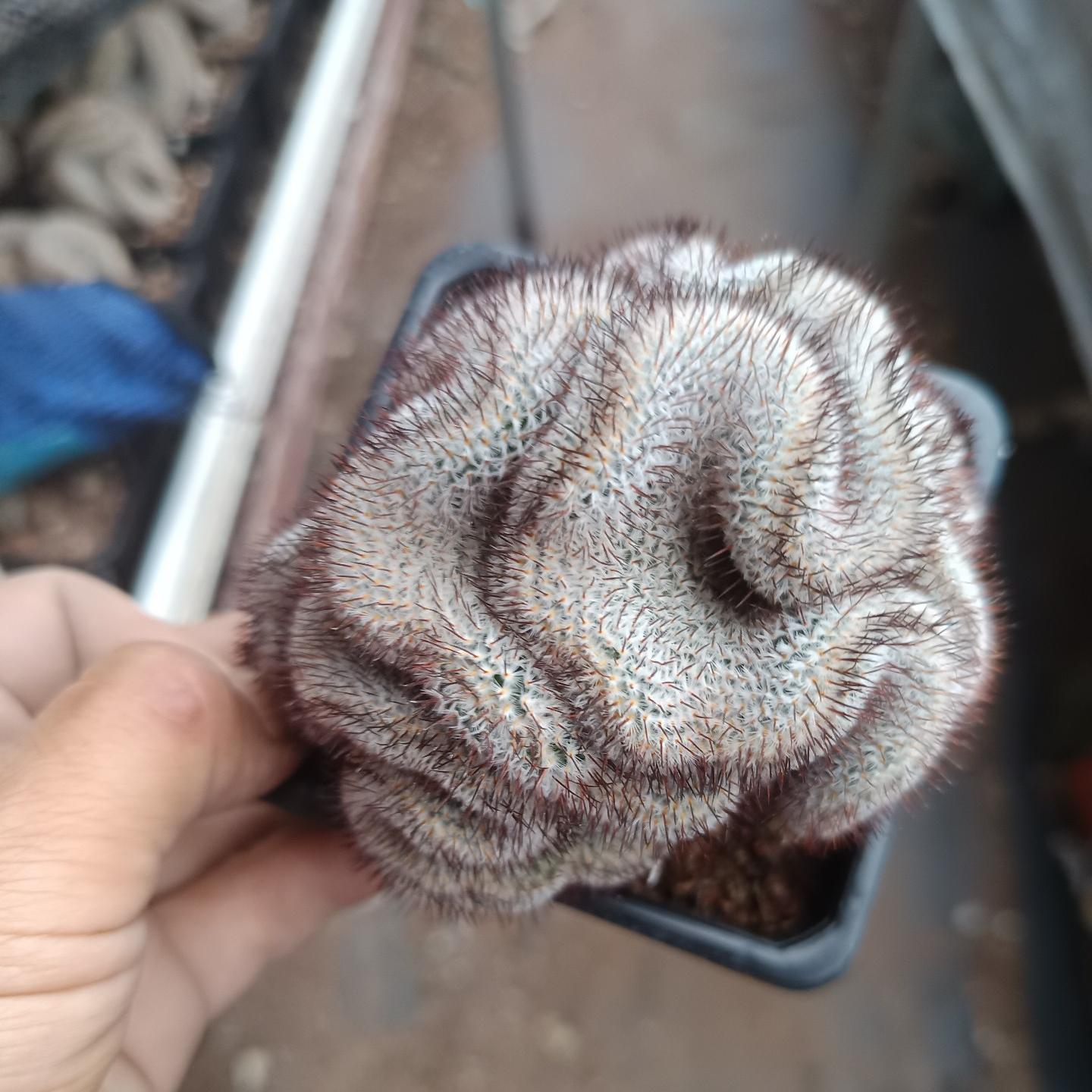 5-8cm Mammillaria perezdelarosae（（variegated）