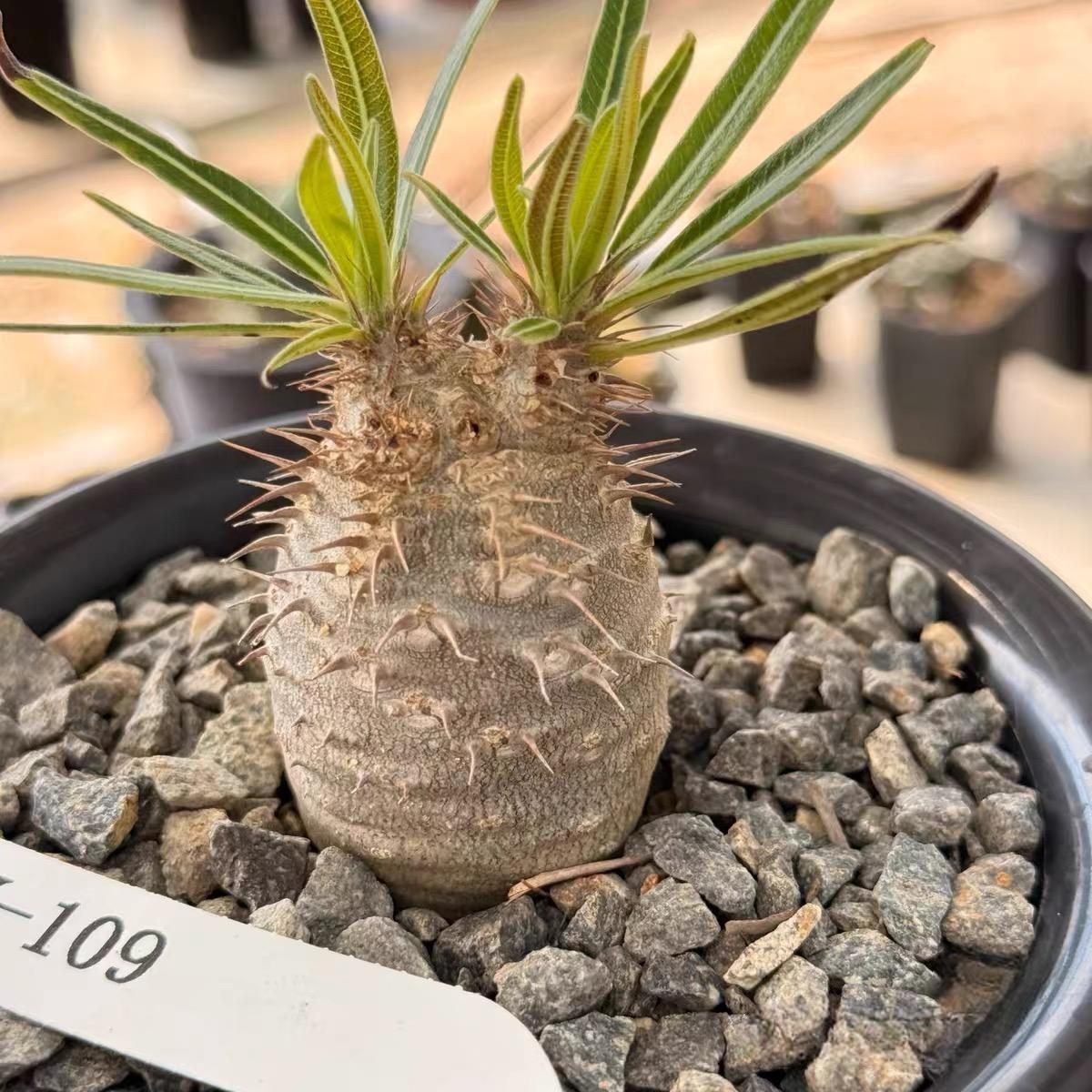 2-7cm Pachypodium rosulatum var gracilius