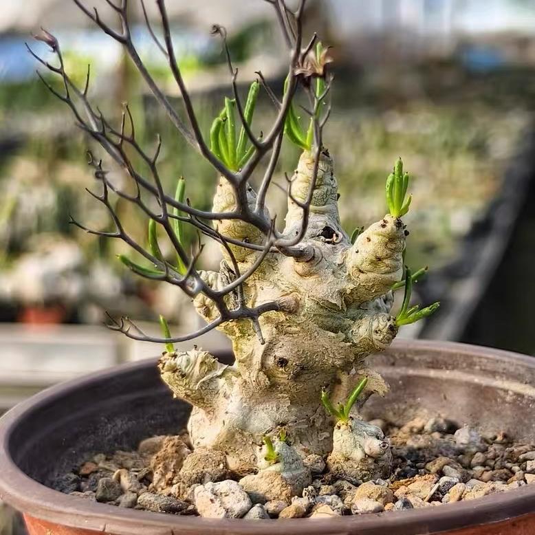 1.5-7cm tylecodon reticulatus