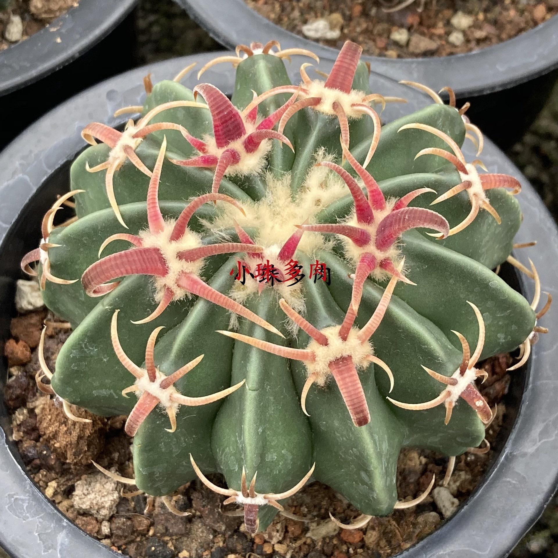 2-7cm echinocactus texensis