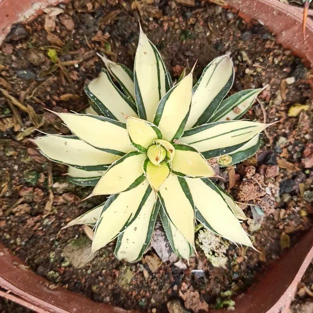 6-10cm Agave filifera 'Ouhi-midare-yuki