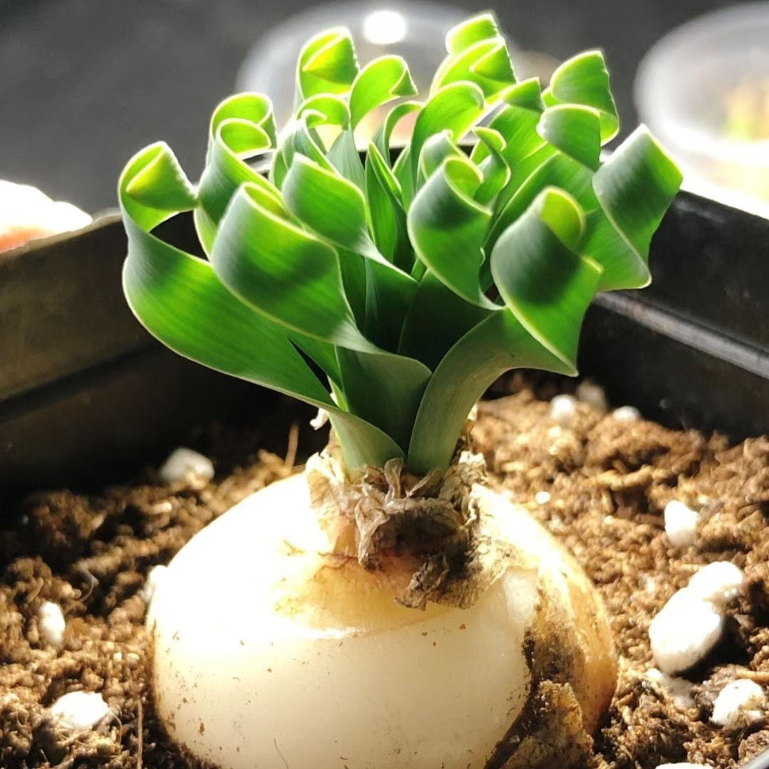 2-4cm Albuca namaquensis（Maybe remove some leaves）