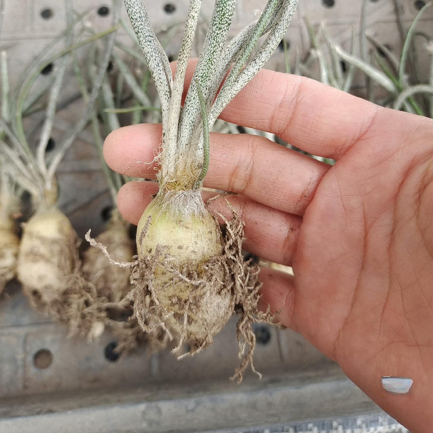 0.5-6cm Astrophytum caput medusae
