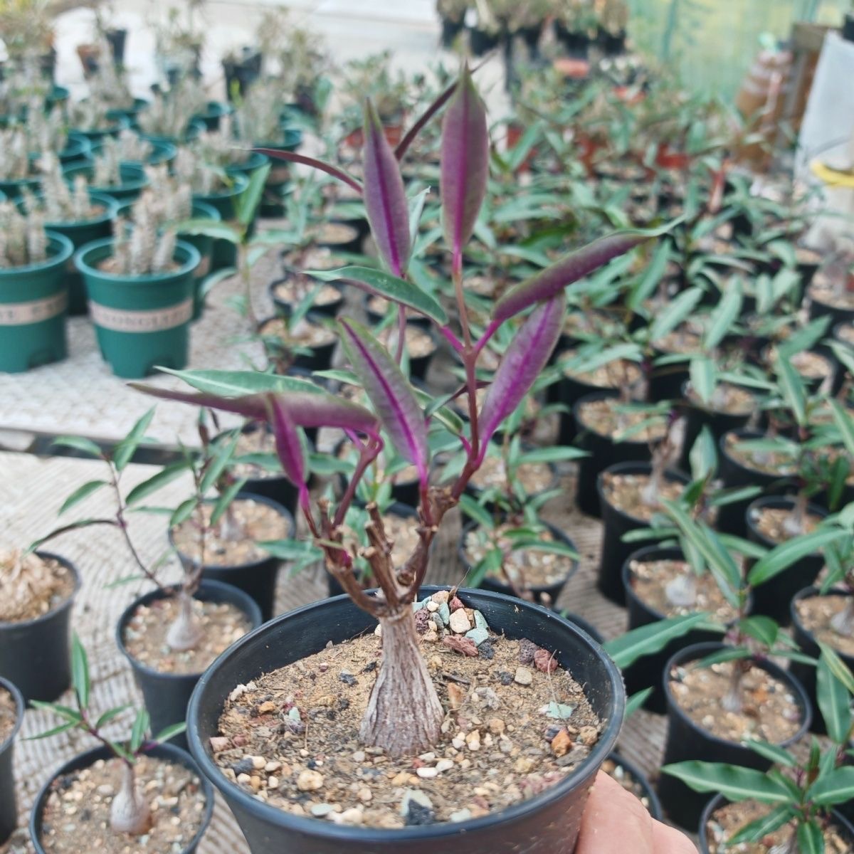 2-4cm Petopentia natalensis