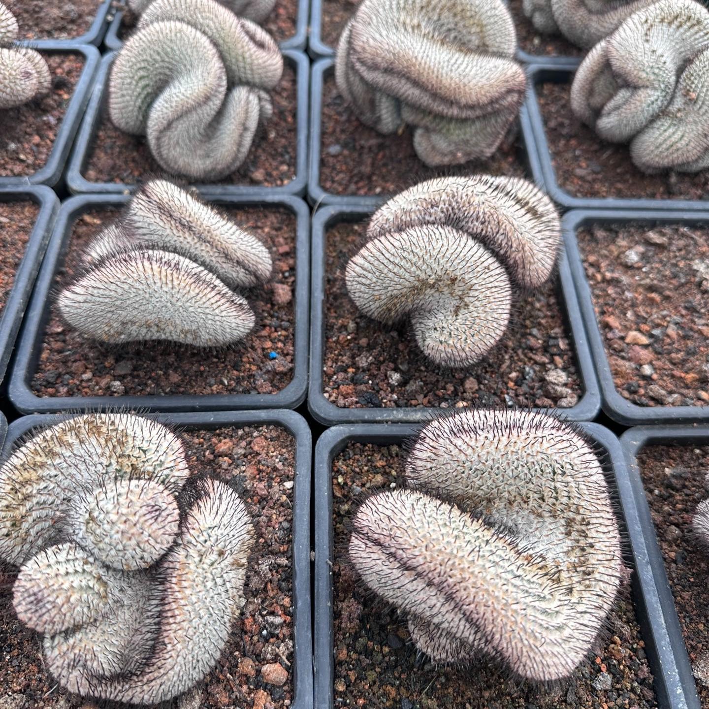 5-8cm Mammillaria perezdelarosae（（variegated）