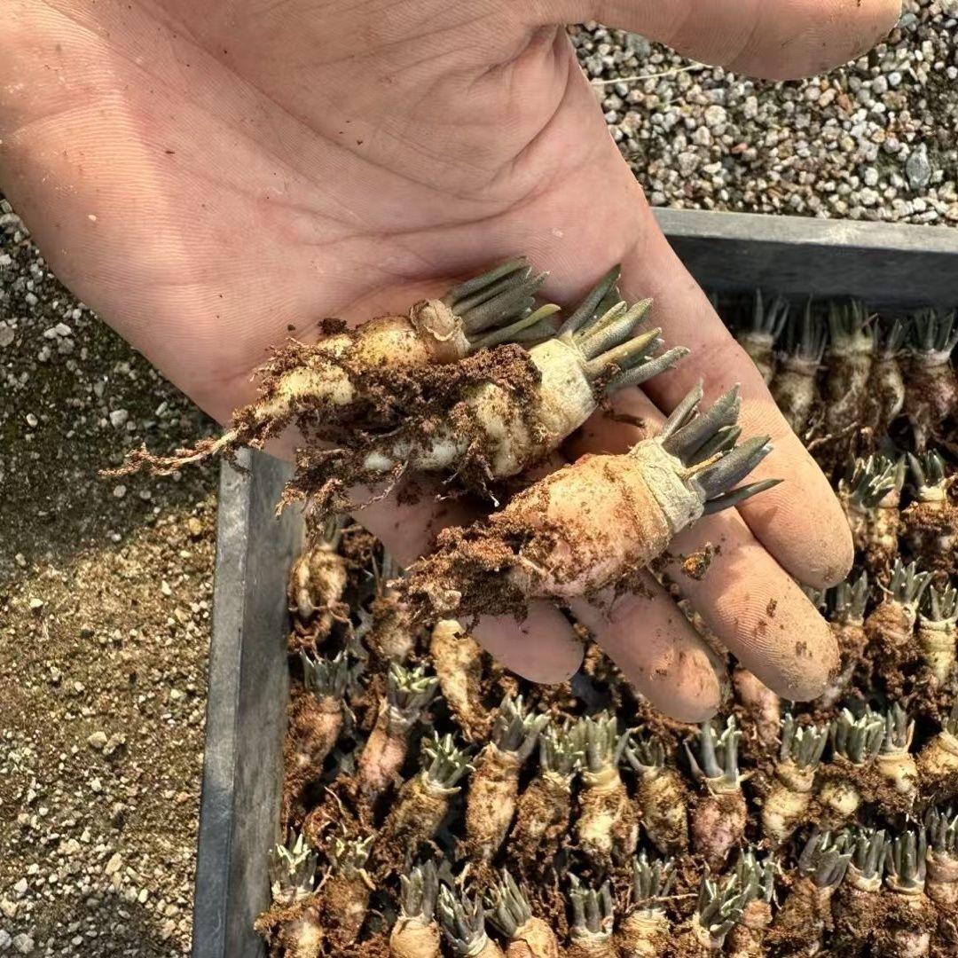 1.5-6cm Ariocarpus kotschoubeyanus