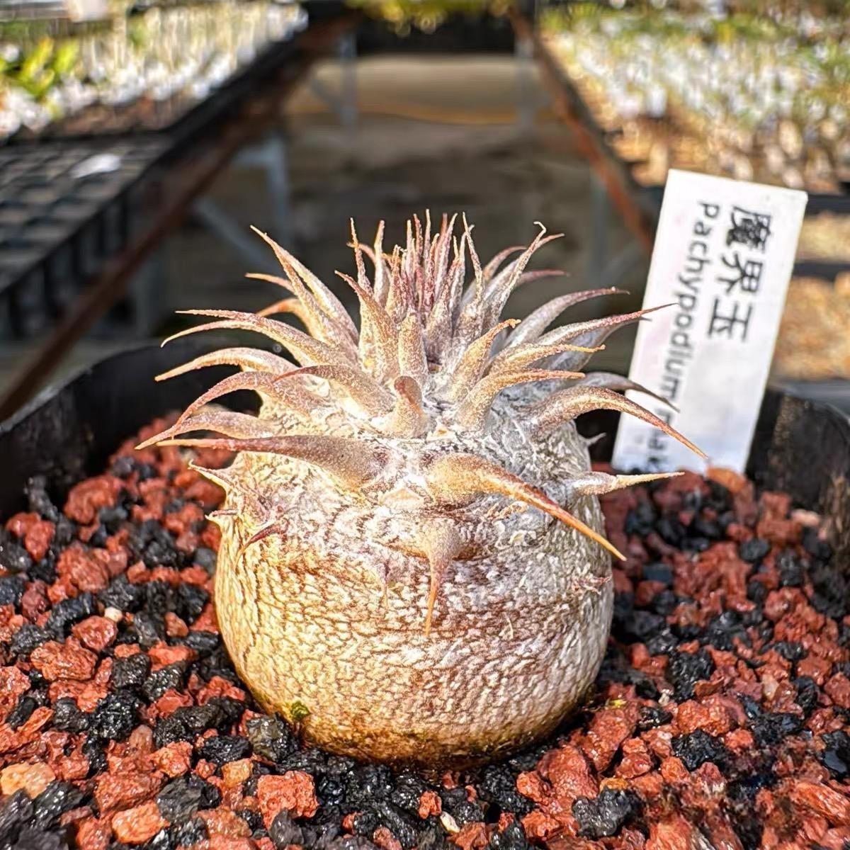 2-6cm Pachypodium rosulatum subsp. makayense